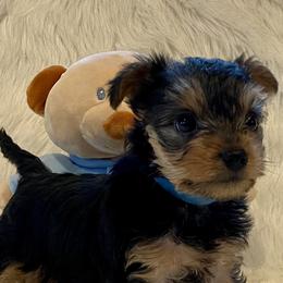Yorkshire Terriers from Yorkies Love