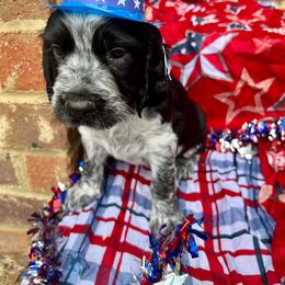 Boy 1 - English Springer Spaniel puppy in Swainsboro, Georgia from Sweet Georgia Springers