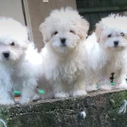 Maltipoo Puppies from Little Cupcakes and Pumkins Maltipoos