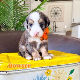 Bowzer - Merle male Bernedoodle puppy in West Haven, Utah from Split Mountain Doodles
