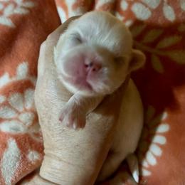 CKC Benny - White male Shih Tzu puppy in Skipperville, Alabama from Nay Nay’s Babies