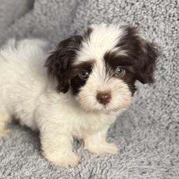 Havanese Puppies from Colhaven Havanese