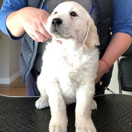 Golden Retriever Puppies from Dry Canyon Goldens