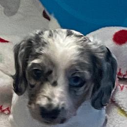 Sadie - Dapple female Dachshund puppy in Bryceville, Florida from Lucky Dog Dachshunds