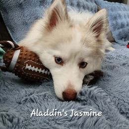 Jasmine - Siberian Husky
