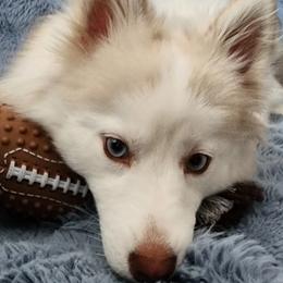 Jasmine - Siberian Husky