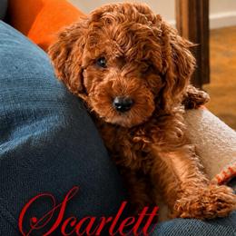Scarlett - Red  female Goldendoodle puppy in Covington, Louisiana from MyKy Puppies