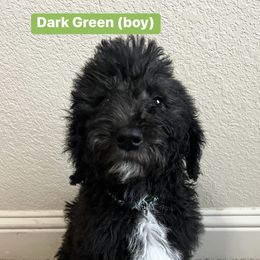 Labradoodle Puppies from Sweet Tea Labradoodles