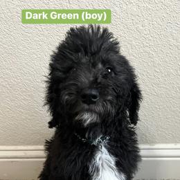 Labradoodle Puppies from Sweet Tea Labradoodles
