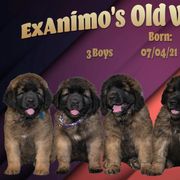 Leonberger Puppies from Ex Animo Leonbergers and WHD