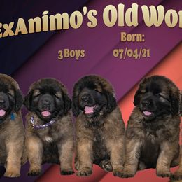 Leonberger Puppies from Ex Animo Leonbergers and WHD