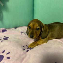 Orange boy - Wild boar male Dachshund puppy in Live Oak, Florida from The Weenie Herd Mom