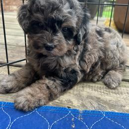 Mable - Merle female Goldendoodle puppy in Ottawa, Ohio from Simply Beautiful Goldendoodles