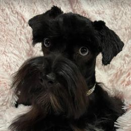Phoebe - Maltese