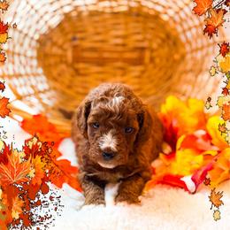 Bacon - Red  male Goldendoodle puppy in Kissimmee, Florida from Poodle Doodle Kennels