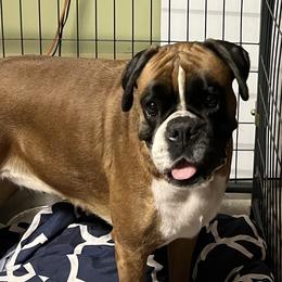 Alani - Boxer
