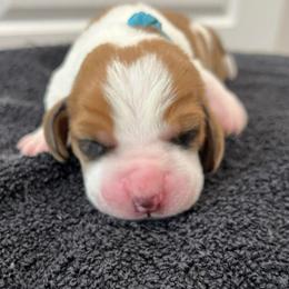 Heath (light blue) - Brown black and white male Basset Hound puppy in Kingsport, Tennessee from Bear’s Bassets