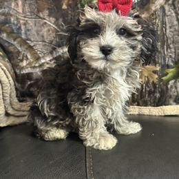 Maggie - Merle female Maltipoo puppy in Berea, Kentucky from Blair’s Furry Friends