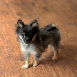 Small Black and Tan Boy - Black and tan male Pomeranian puppy in Danielsville, Georgia from PassionatePomPoms