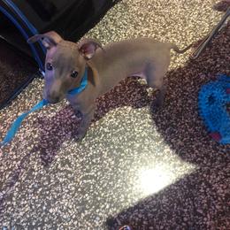 Italian Greyhound and Pekingese Puppies from Oremor's