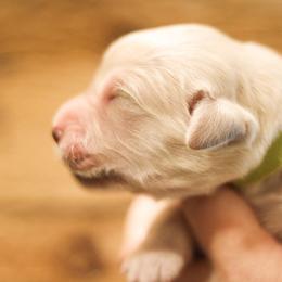 Peter Pan (Green Collar) - Golden male Golden Retriever puppy in Mason, Michigan from Sweet Breeze Acres