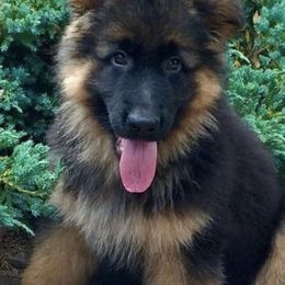 German Shepherds from Stauffemberg Kennels