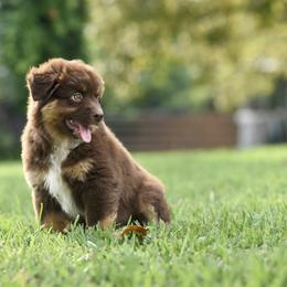 Bravo - Red tri male Miniature Australian Shepherd puppy in White Oak, Texas from Triple Lake Ranch Miniature Australian Shepherds