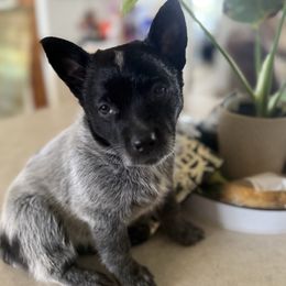 Purple - Blue mottled female Australian Cattle Dog puppy in Marana, Arizona from Cactus Heelers Arizona
