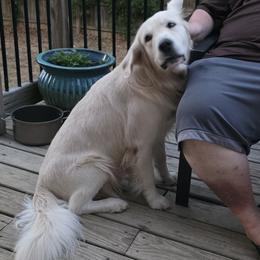 Sam - Golden Retriever