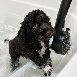 Ollie (Oleander) - Chocolate male Goldendoodle puppy in Camden, North Carolina from Oopsie Doodles of NC