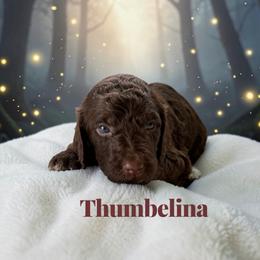 Thumbelina - Sable female Poodle puppy in Ellenburg Center, New York from Kristin's Puppies