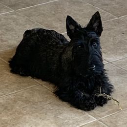 Scottish Terriers from BROOKSTONE SCOTTISH TERRIERS, Ocala Florida
