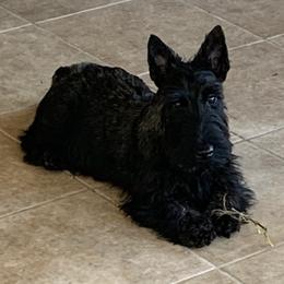 Scottish Terriers from BROOKSTONE SCOTTISH TERRIERS, Ocala Florida