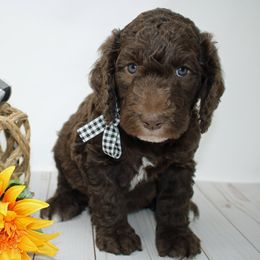 Bernedoodle, Bernese Mountain Dog, Old English Sheepdog, Poodle, and Sheepadoodle Puppies from VonDoodles Bernedoodles & Sheepadoodles