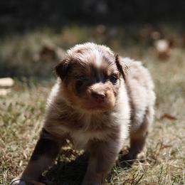 Frank - Red merle male Australian Shepherd puppy in Violet Hill, Arkansas from Sweets' Cattle Co and Australian Shepherds