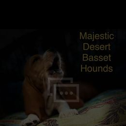Basset Hound Puppies from Majestic Desert Basset Hounds