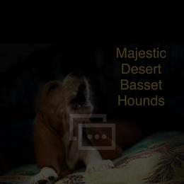 Basset Hound Puppies from Majestic Desert Basset Hounds