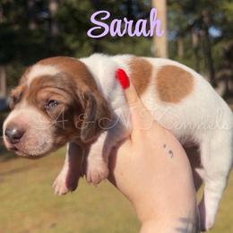 Sarah - Piebald female Dachshund puppy in Brandon, Mississippi from A & N Kennel’s Mini Dachshunds