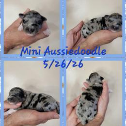 Billy the Kid - Blue merle male Aussiedoodle puppy in Boonville, North Carolina from Branch Creek kennels