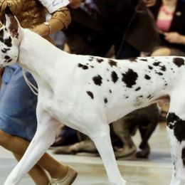 Great Danes from Susan Webster's Great Danes