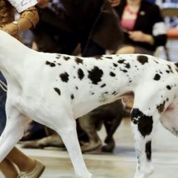 Great Danes from Susan Webster's Great Danes