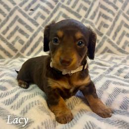 Lacy - Chocolate and tan female Dachshund puppy in Aiken, South Carolina from State Eight Dachshunds