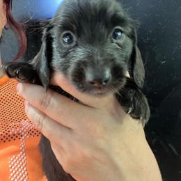 Nicole girl 2 - Black female Dachshund puppy in Bigfork, Minnesota from Dachshunds Up North
