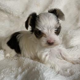Yorkshire Terrier Puppies from Chocolate and Parti Yorkies in Florida