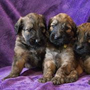 Briards from Tambrie Briards
