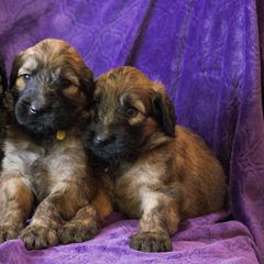 Briards from Tambrie Briards