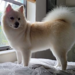 Pomskies from Earth Angels