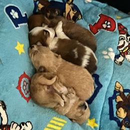 Pomeranian puppies from MJ’s Pomeranians