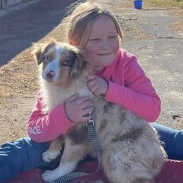Dally - Miniature American Shepherd