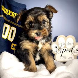 Yorkshire Terrier puppies from Sweet and Sassy Pups